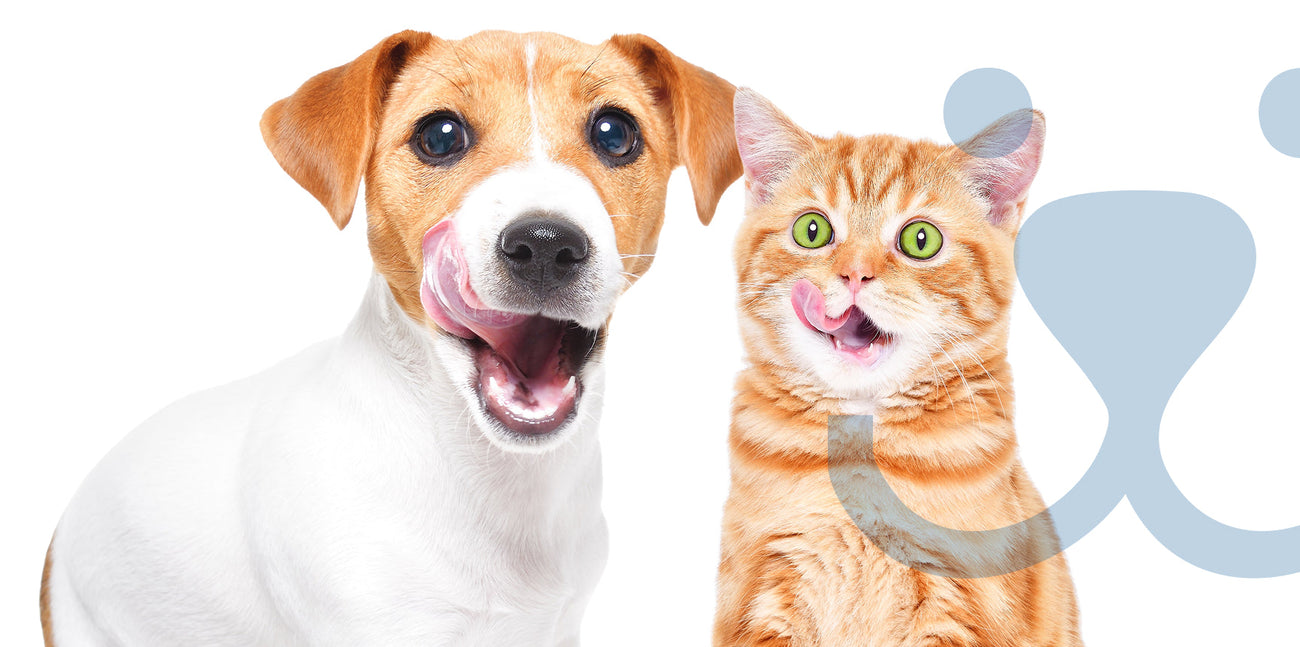 Jack Russell Terrier Dog and Scottish Straight Cat